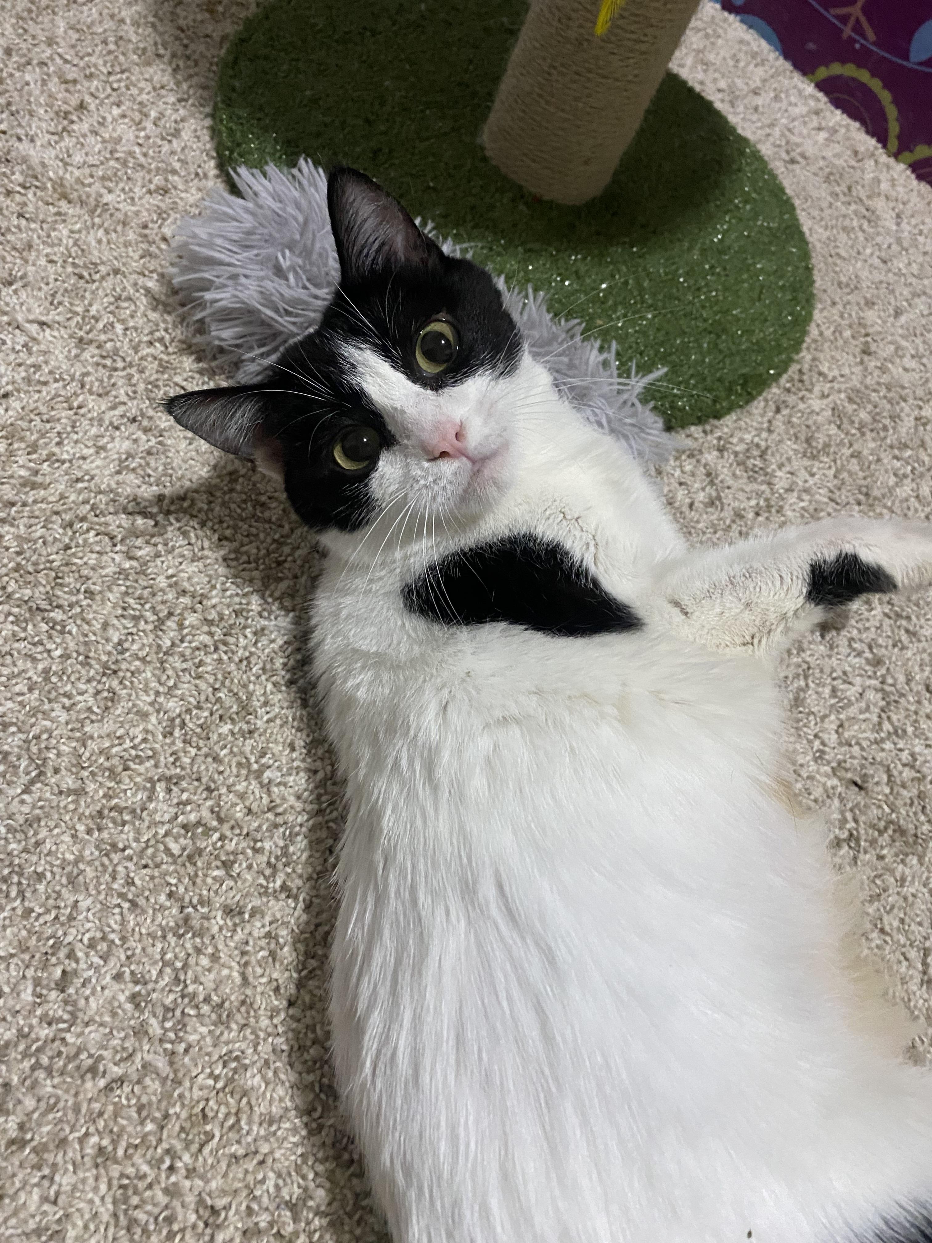 Enlarge Missy , a ADOPTABLE mixed breed in Bonney Lake, WA image 4/5