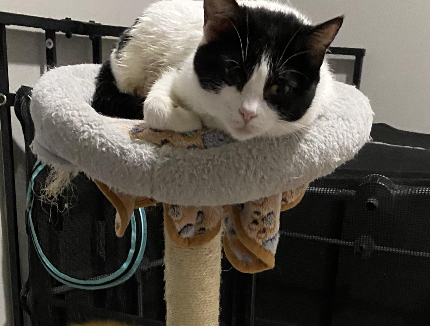 Enlarge Missy , a ADOPTABLE mixed breed in Bonney Lake, WA image 3/5