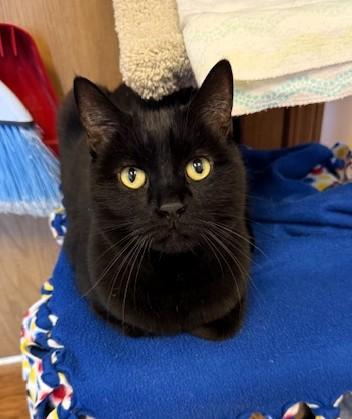 Enlarge Sage, an adopted Domestic Short Hair in Medina, OH image 1/1