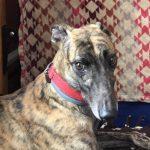Enlarge SUPER RUNNING, a Adoptable Greyhound in grandville, MI image 1/1