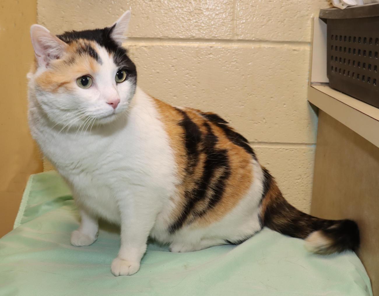 Enlarge Lucy, an adoptable Calico in Euclid, OH image 3/6