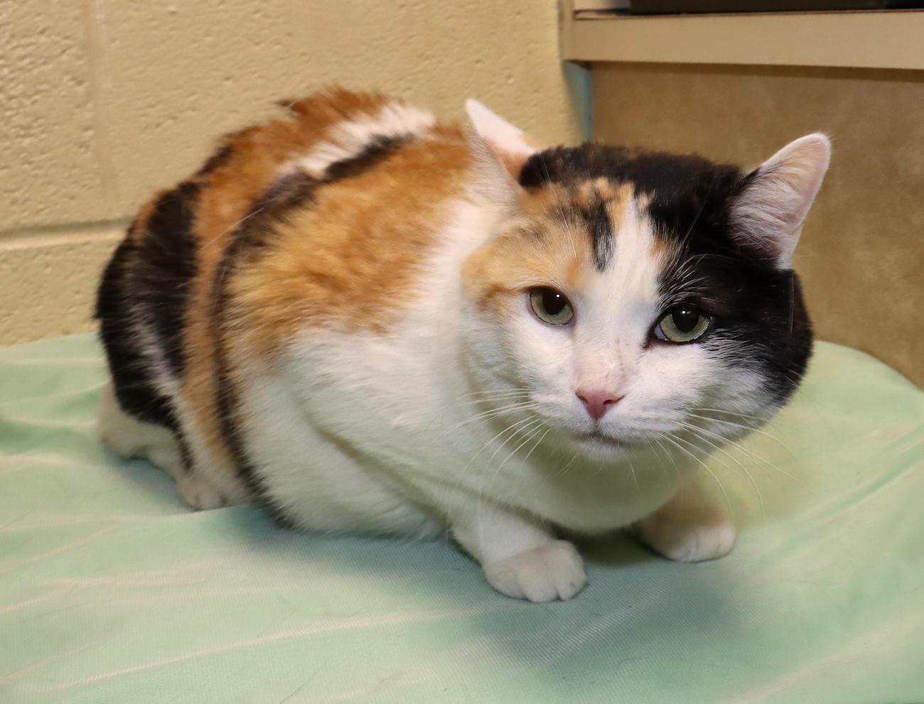 Enlarge Lucy, an adoptable Calico in Euclid, OH image 4/6