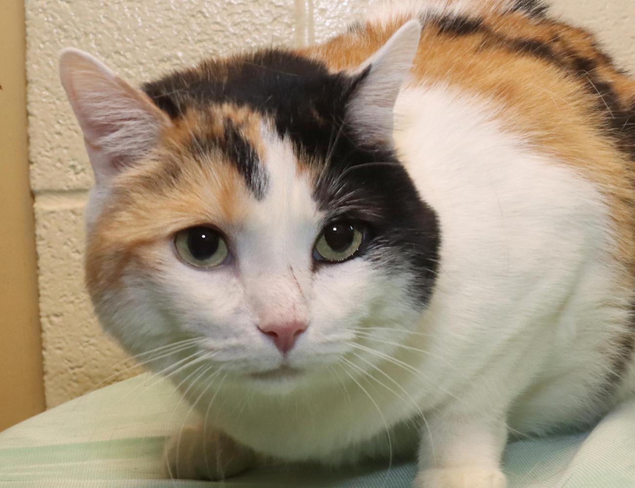Enlarge Lucy, an adoptable Calico in Euclid, OH image 1/6