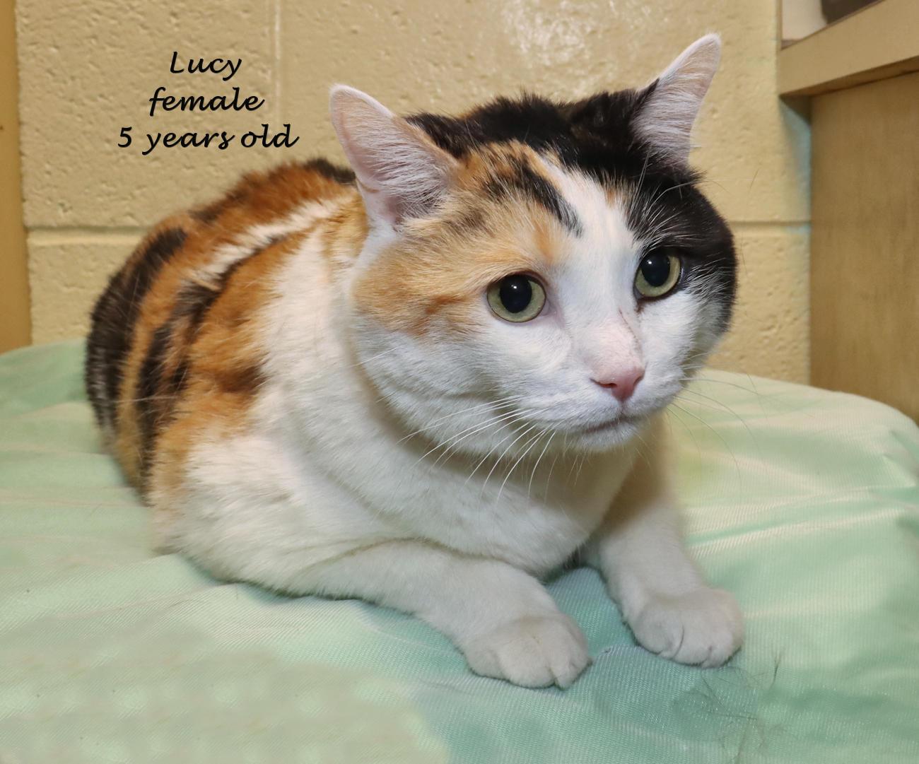Enlarge Lucy, an adoptable Calico in Euclid, OH image 2/6