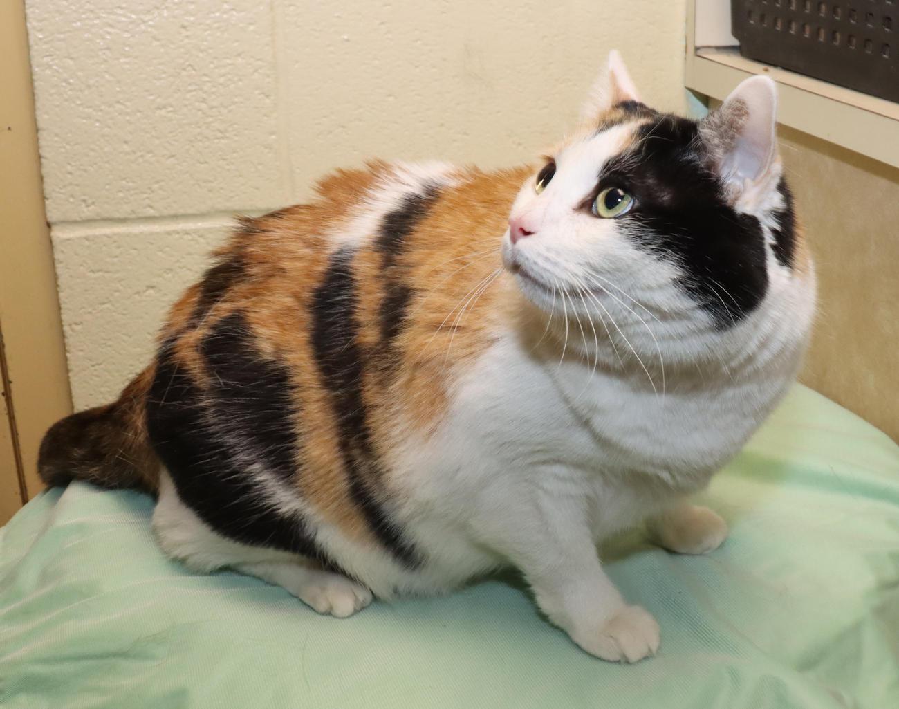 Enlarge Lucy, an adoptable Calico in Euclid, OH image 5/6