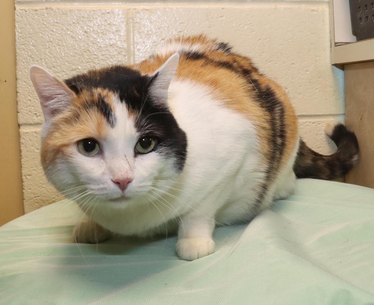 Enlarge Lucy, an adoptable Calico in Euclid, OH image 6/6