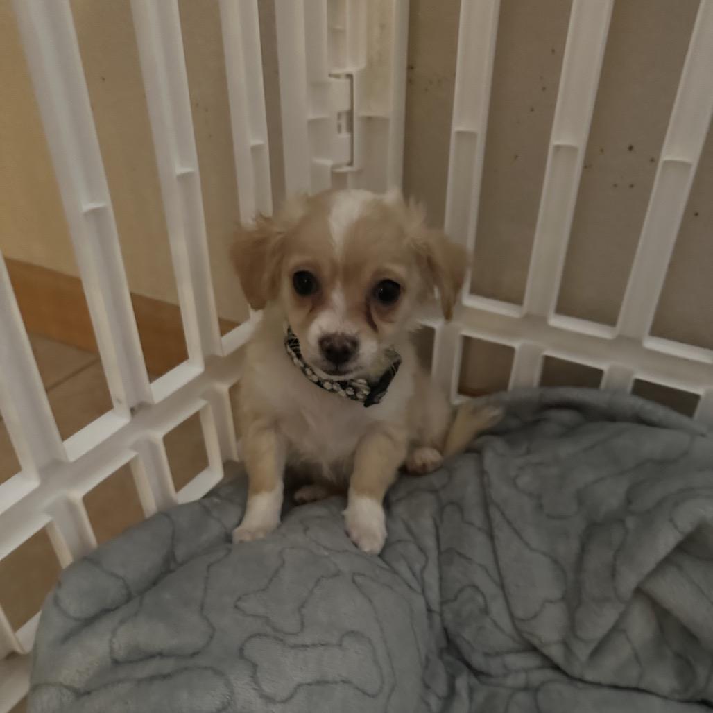 Maya, Adoptable, Puppy Female Terrier & Mixed Breed.