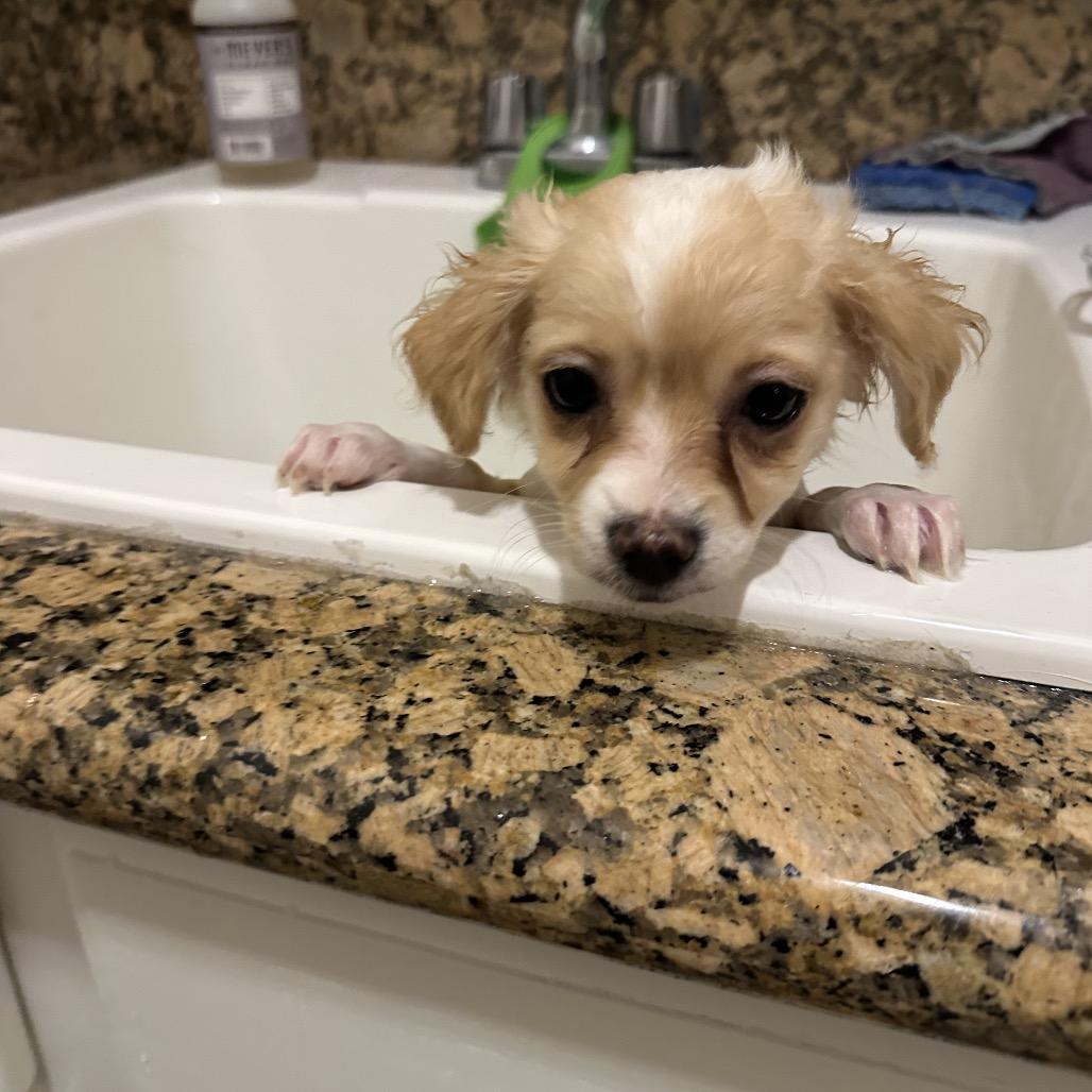 Enlarge Maya, a Adoptable mixed breed in Las Vegas, NV image 2/4