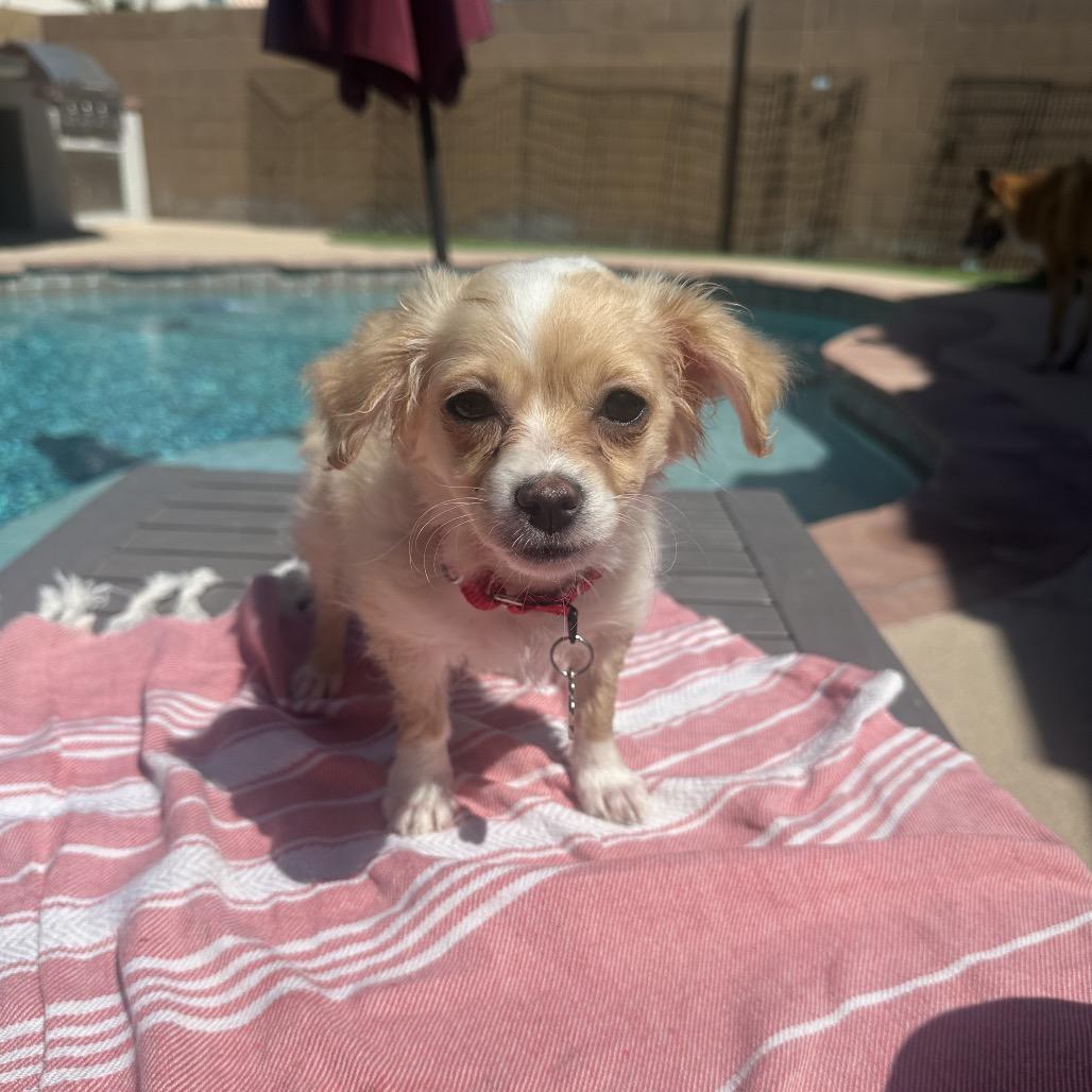 Enlarge Maya, a Adoptable mixed breed in Las Vegas, NV image 3/4