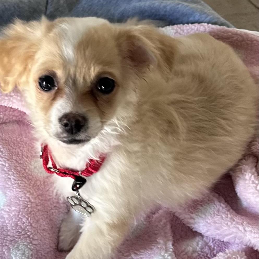 Enlarge Maya, a Adoptable mixed breed in Las Vegas, NV image 4/4