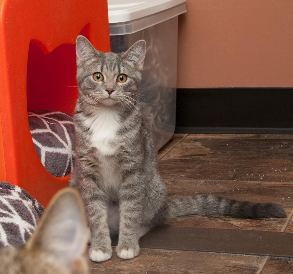 Bayou (gets adopted with Rowan), an adoptable Tabby in Westminster, CO image 3/4