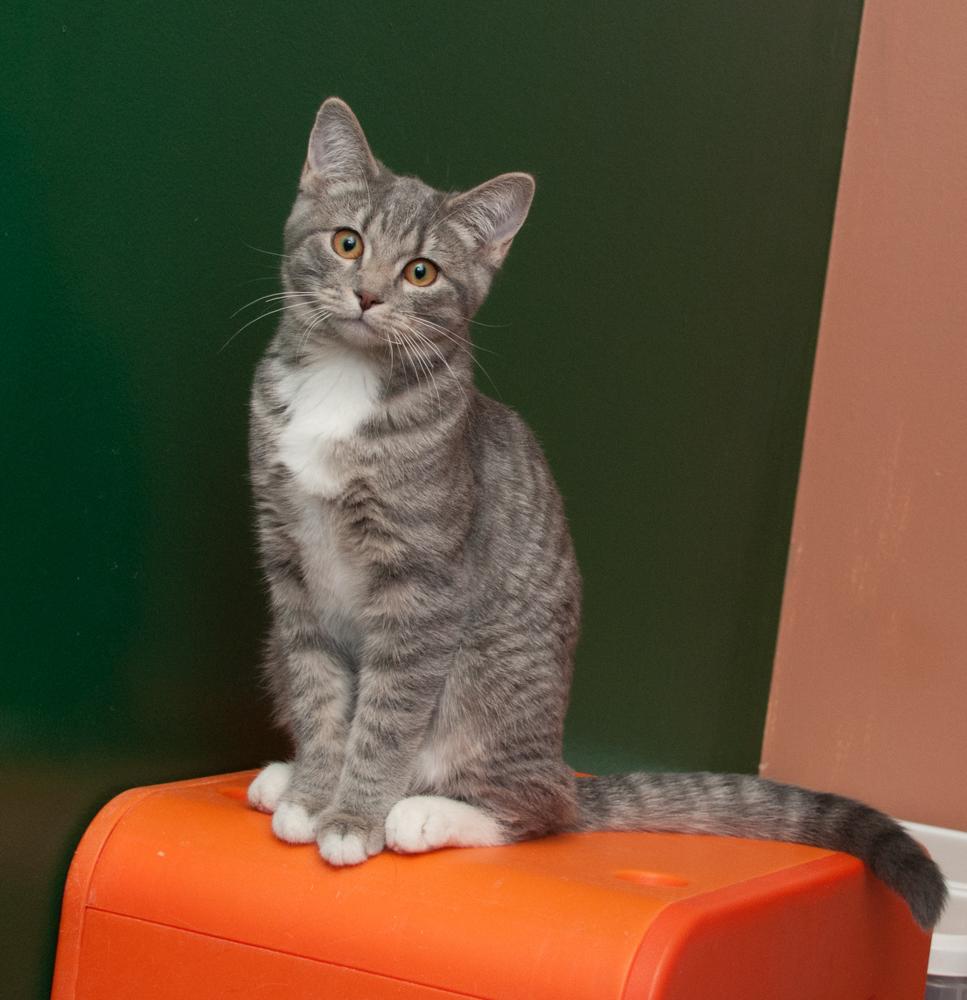 Bayou (gets adopted with Rowan), an adoptable Tabby in Westminster, CO image 2/4