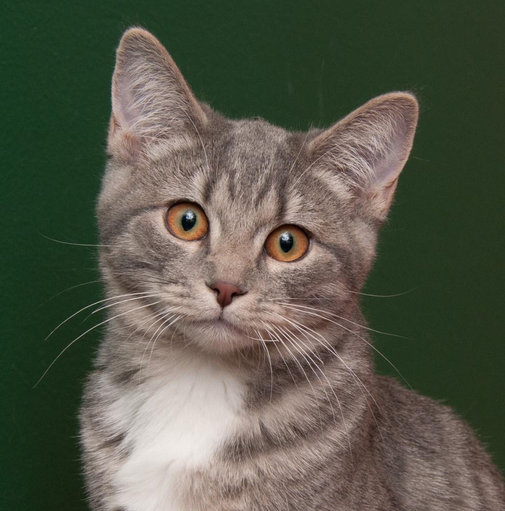 Bayou (gets adopted with Rowan), adoptable, Young Female Tabby.