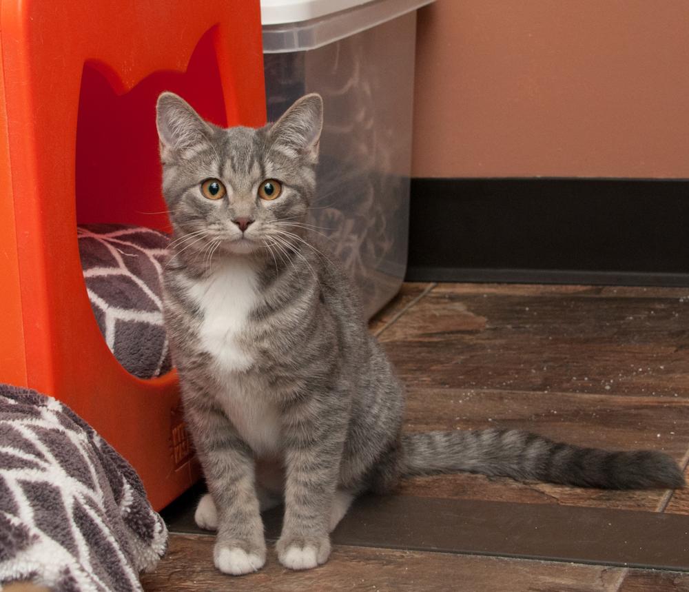 Bayou (gets adopted with Rowan), an adoptable Tabby in Westminster, CO image 4/4