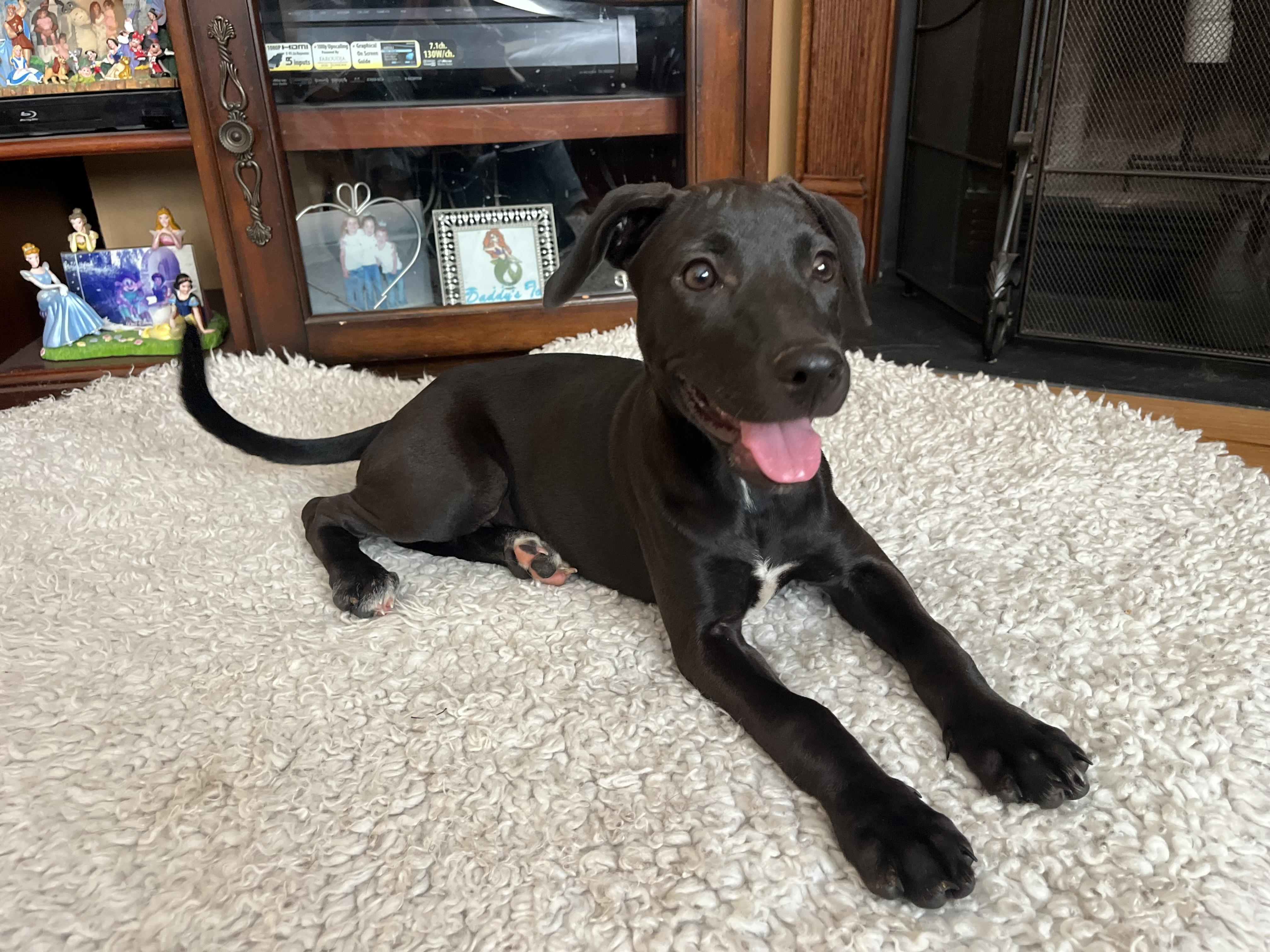 Fresca, adoptable, Puppy Female Hound.
