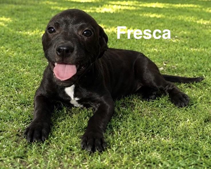 Enlarge Fresca, an adoptable mixed breed in Toms River, NJ image 1/1