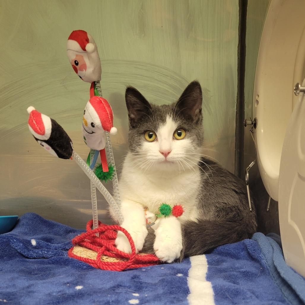 Janie, a ADOPTABLE Domestic Short Hair in Fenton, MI image 1/2