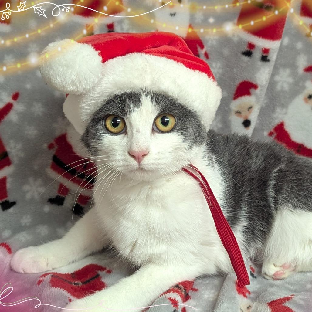 Janie, a ADOPTABLE Domestic Short Hair in Fenton, MI image 2/2