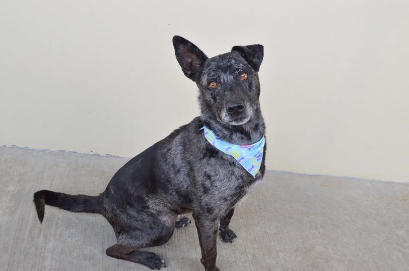 Enlarge Ash, a Adoptable Catahoula Leopard Dog in McKinney, TX image 1/1