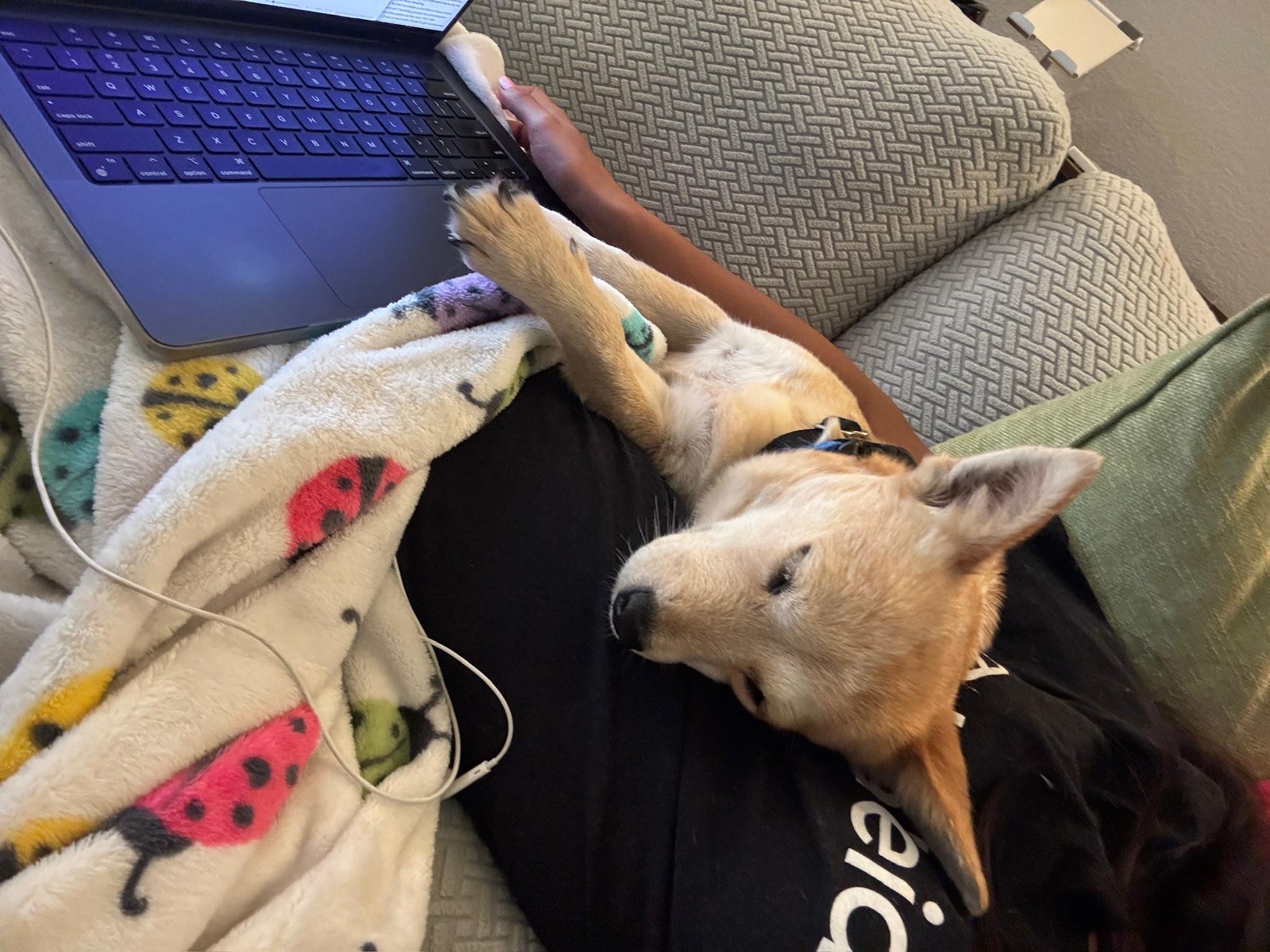 Enlarge Izzy, a Adoptable mixed breed in Austin, TX image 3/5