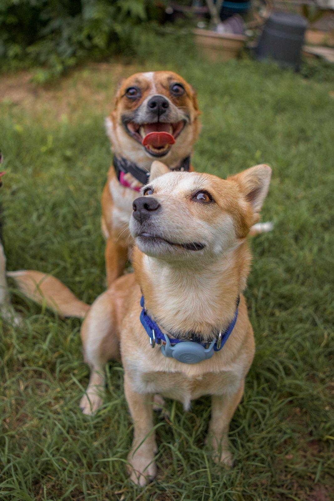 Enlarge Izzy, a Adoptable mixed breed in Austin, TX image 4/6