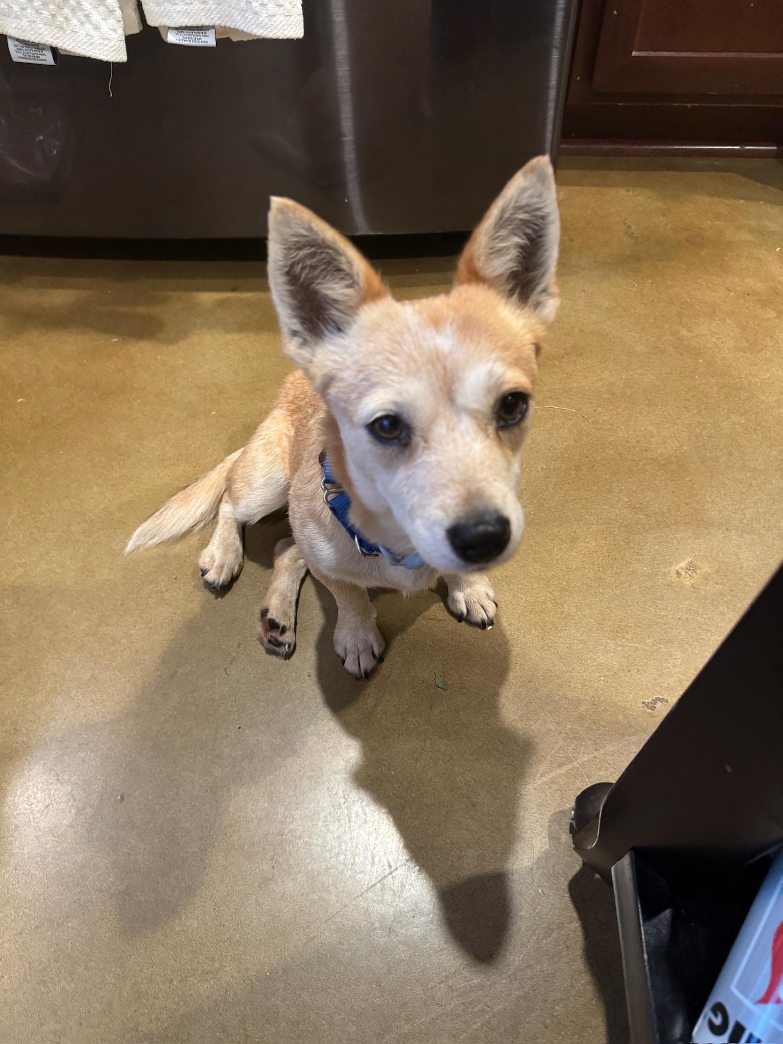 Izzy, Adoptable, Young Female Cattle Dog.