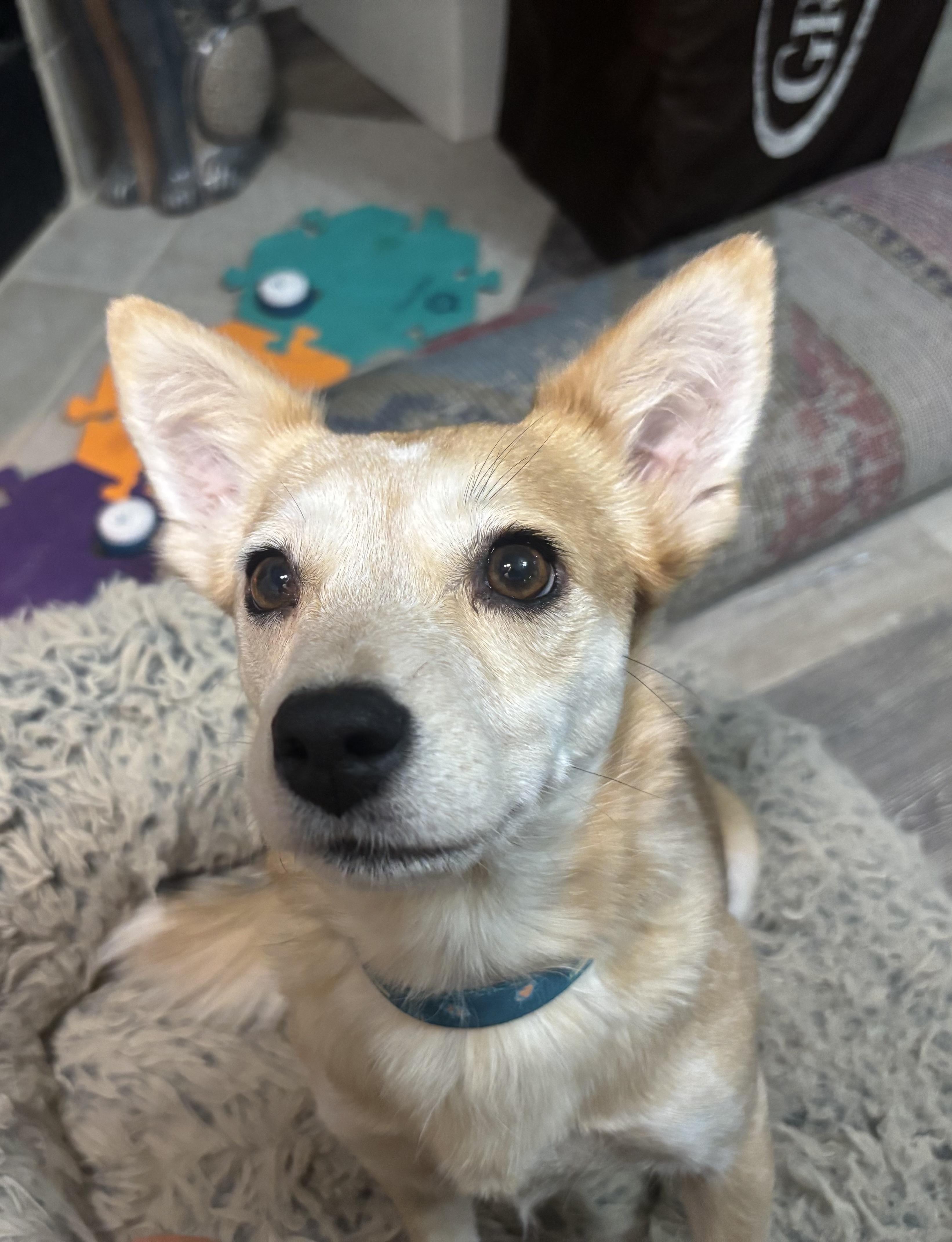 Izzy, a Adoptable mixed breed in Austin, TX image 1/5