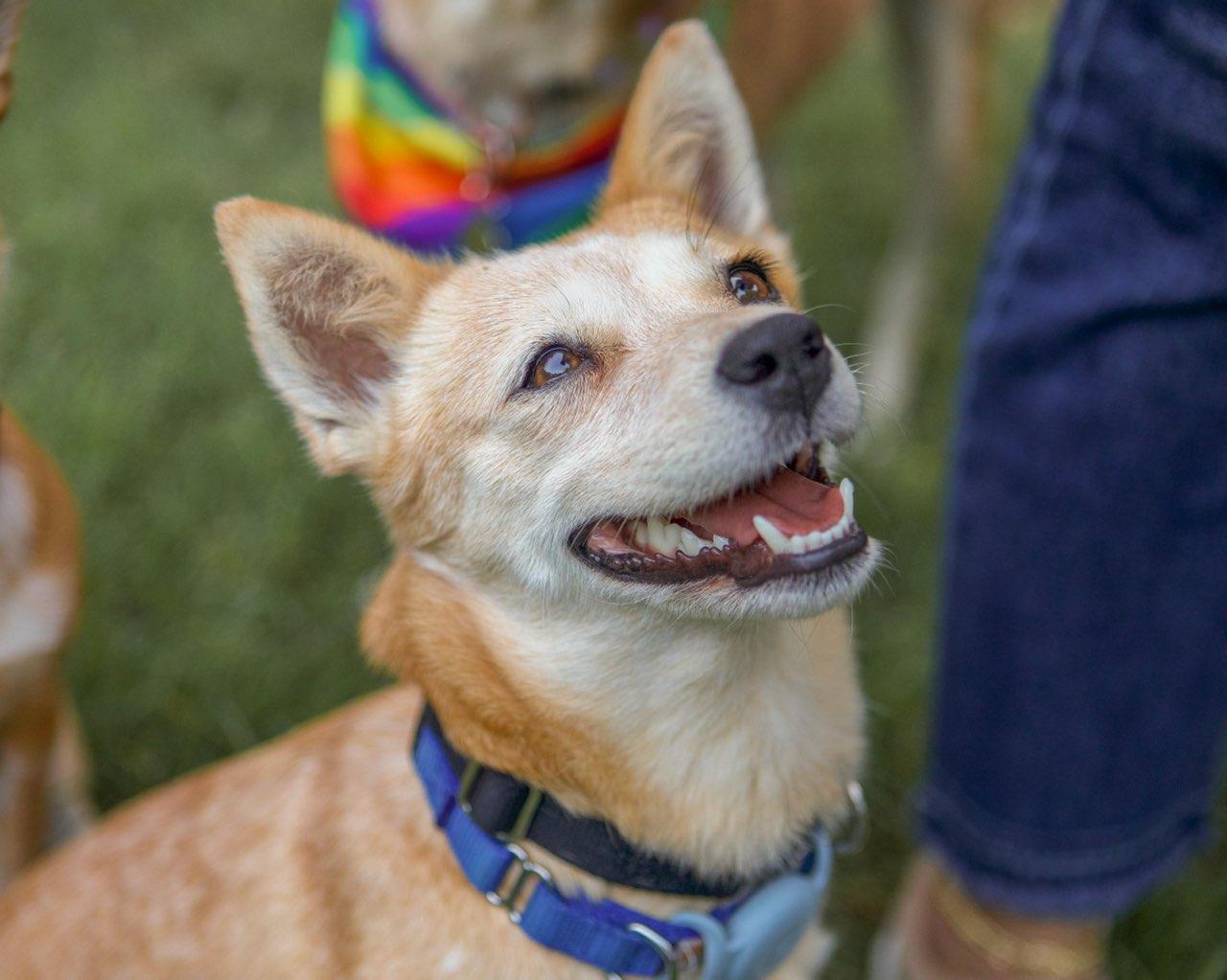 Izzy, Adoptable, Adult Female Cattle Dog.