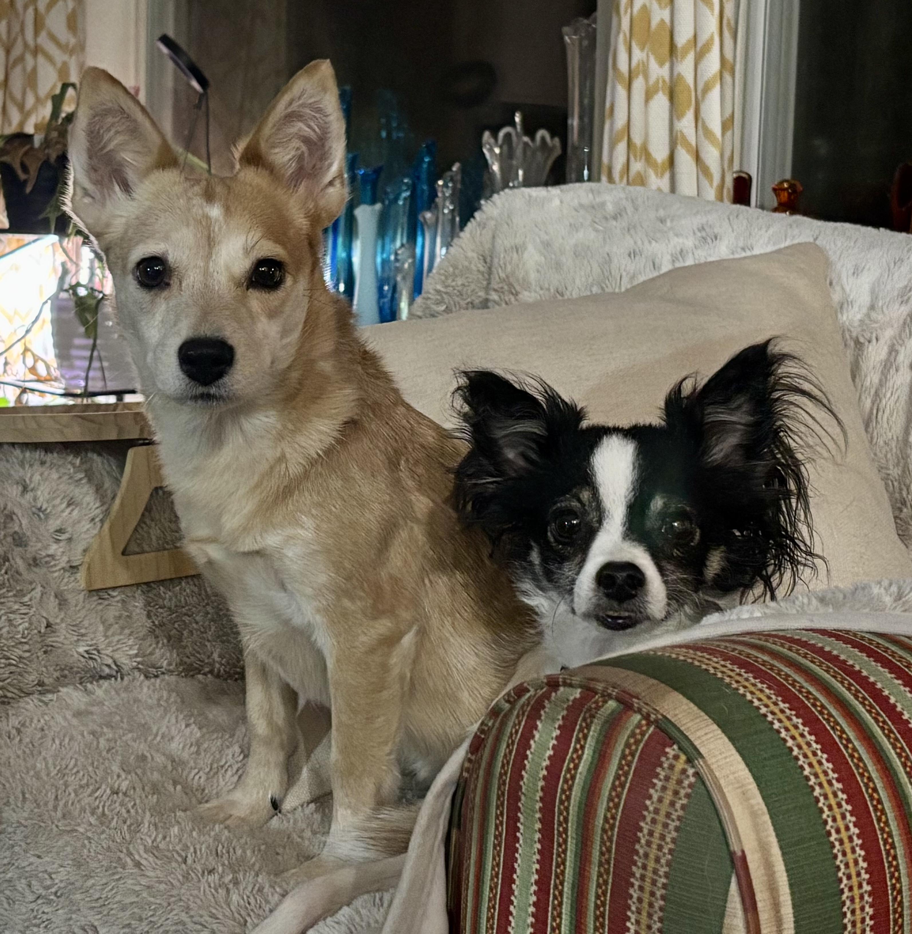 Enlarge Izzy, a Adoptable mixed breed in Austin, TX image 1/5