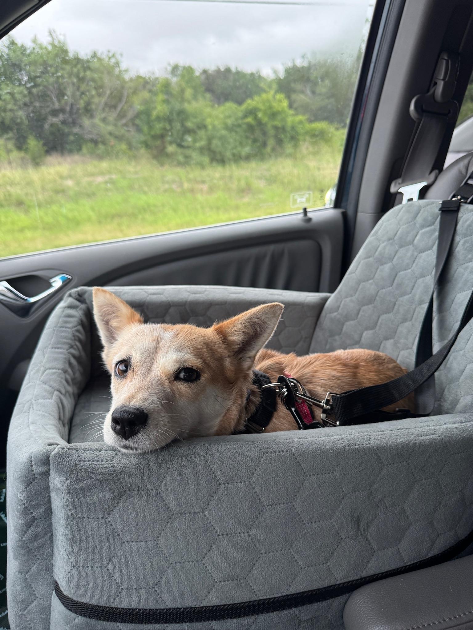 Enlarge Izzy, a Adoptable mixed breed in Austin, TX image 4/5