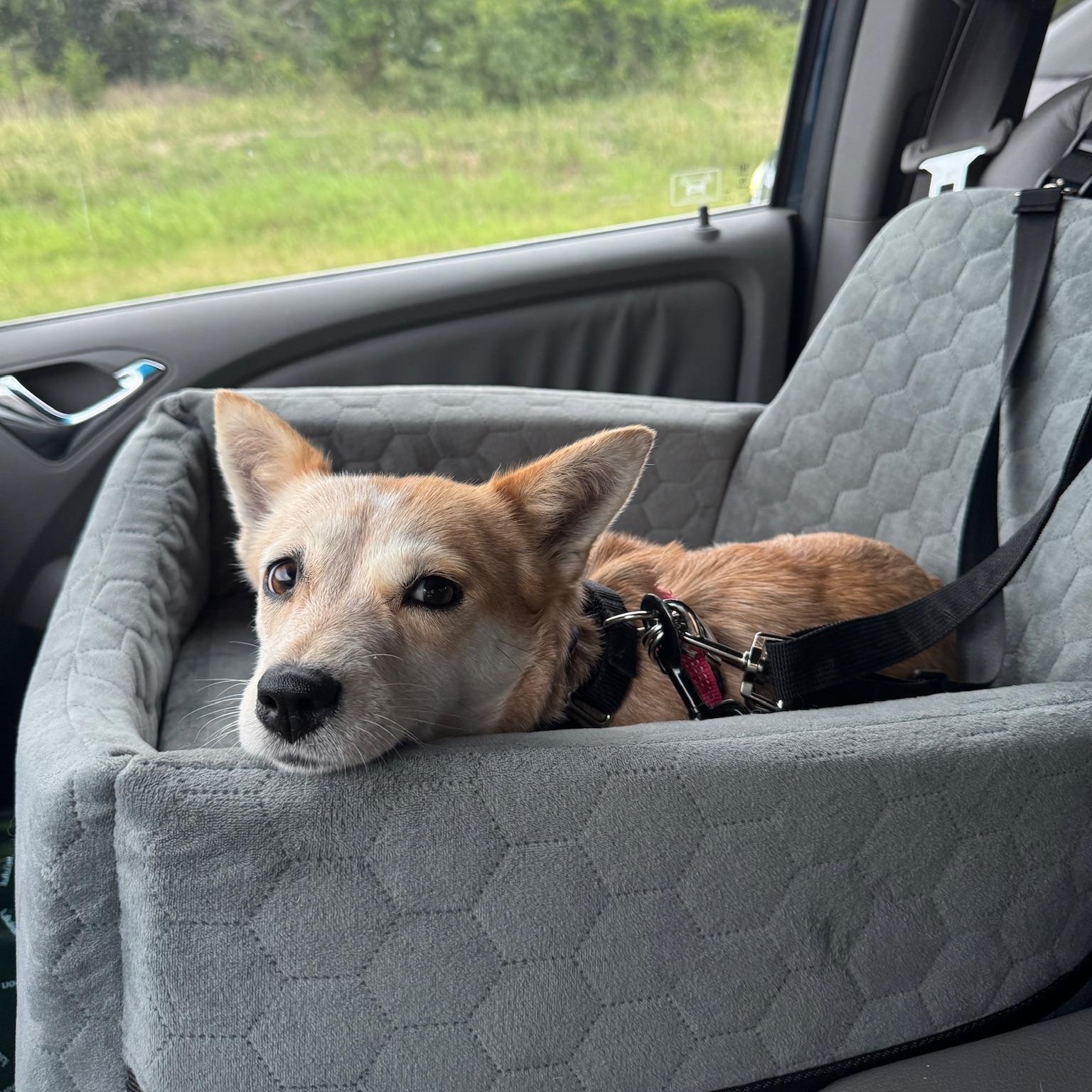 Enlarge Izzy, a Adoptable mixed breed in Austin, TX image 4/5