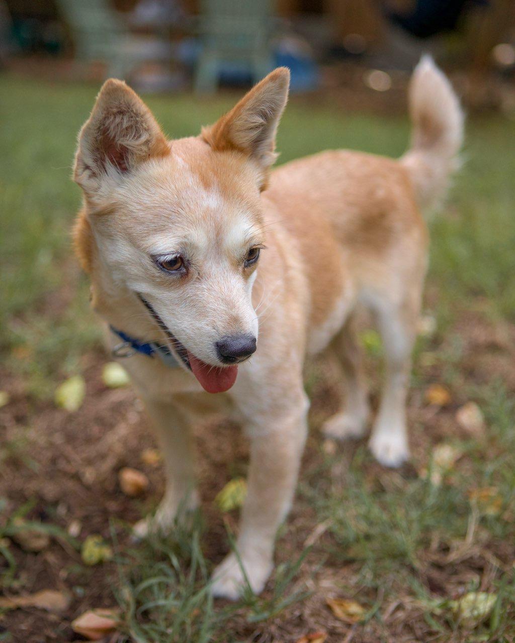 Enlarge Izzy, a Adoptable mixed breed in Austin, TX image 3/6