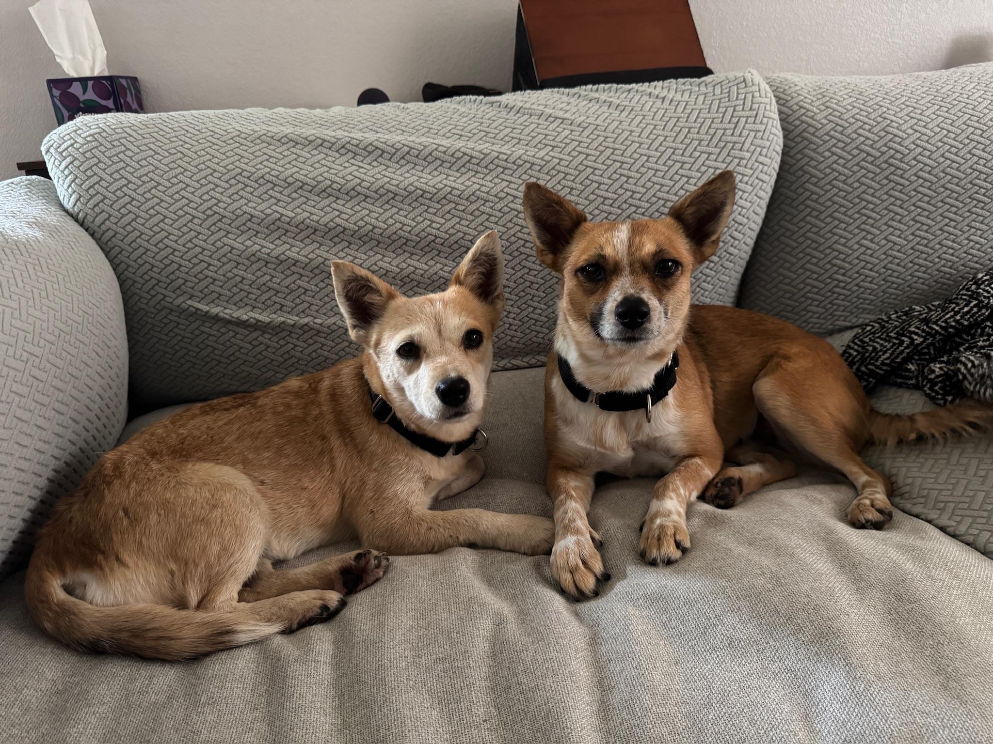 Enlarge Izzy, a Adoptable mixed breed in Austin, TX image 5/5