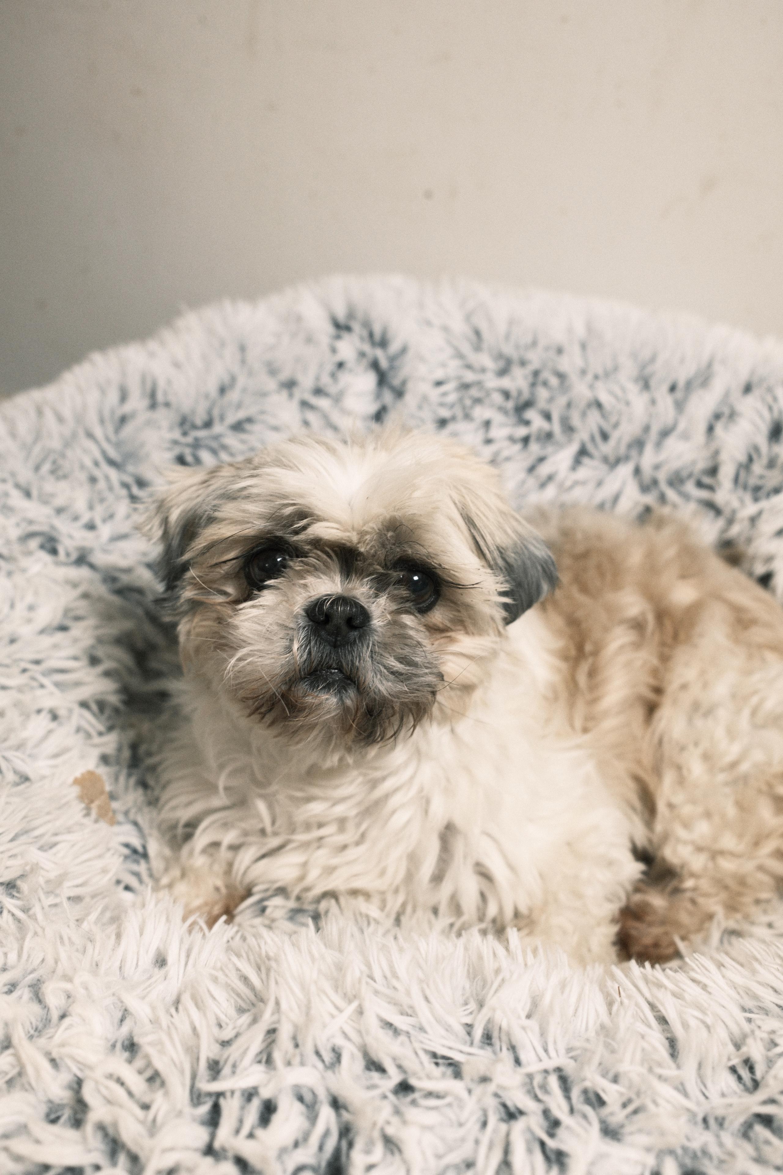 Chloe, ADOPTABLE, Adult Female Shih Tzu.
