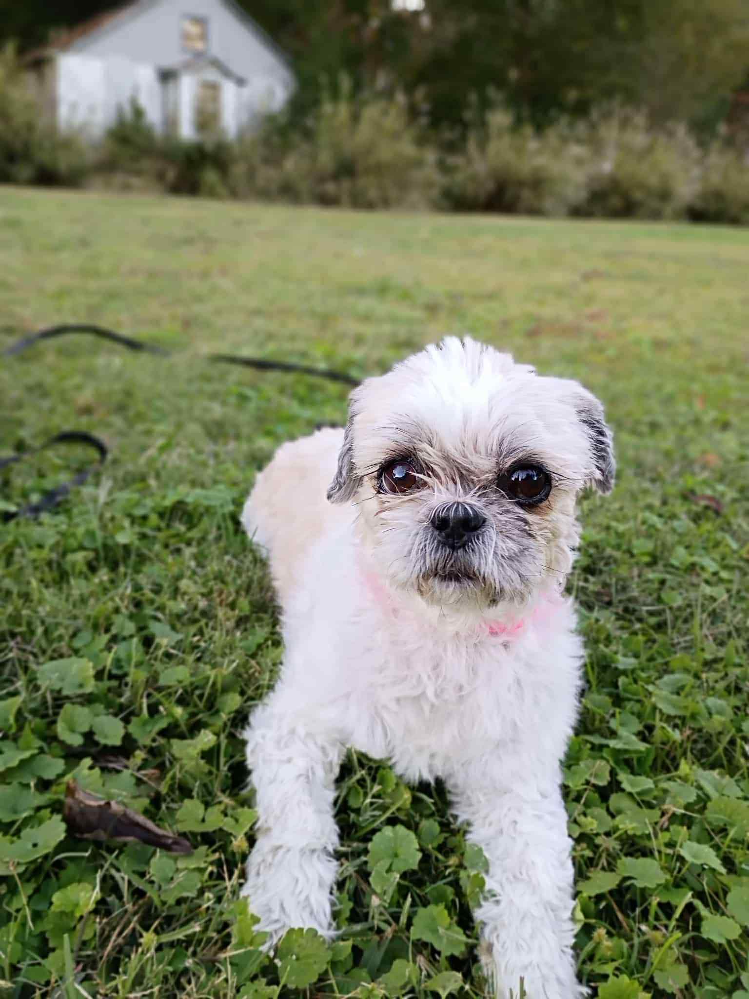 Enlarge Chloe, a ADOPTABLE mixed breed in Franklin, TN image 1/3