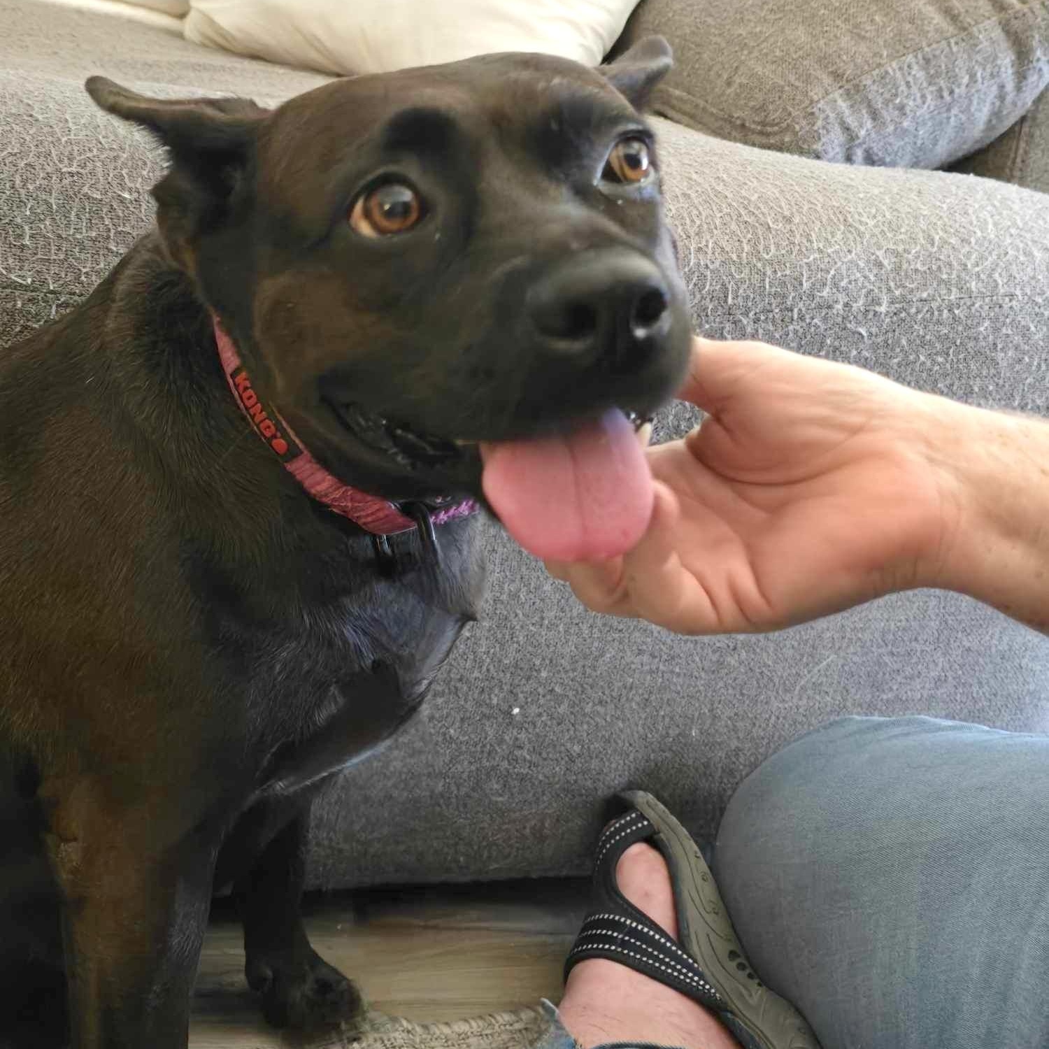 Nala, Adoptable, Adult Female Terrier.