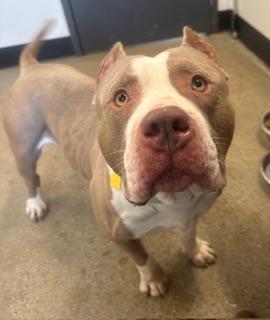 Enlarge Mr. Meat Cheeks, an adopted mixed breed in Cleveland, OH image 2/2