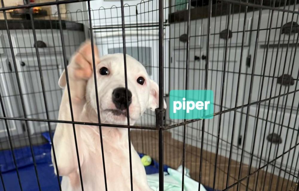 Piper, a Adoptable mixed breed in Norfolk, MA image 2/5