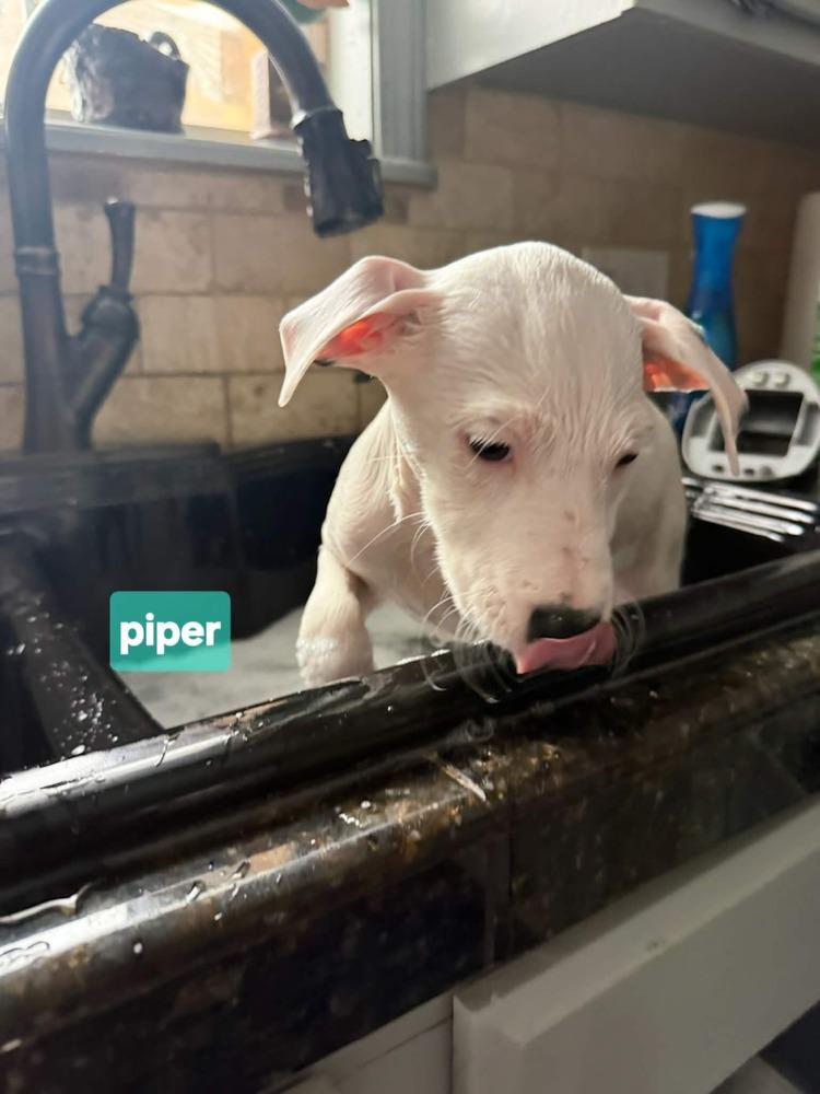 Piper, a Adoptable mixed breed in Norfolk, MA image 3/5