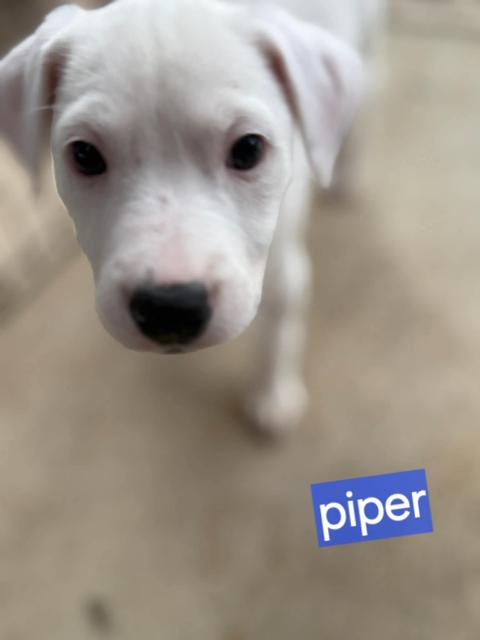 Enlarge Piper, a Adoptable mixed breed in Norfolk, MA image 1/1