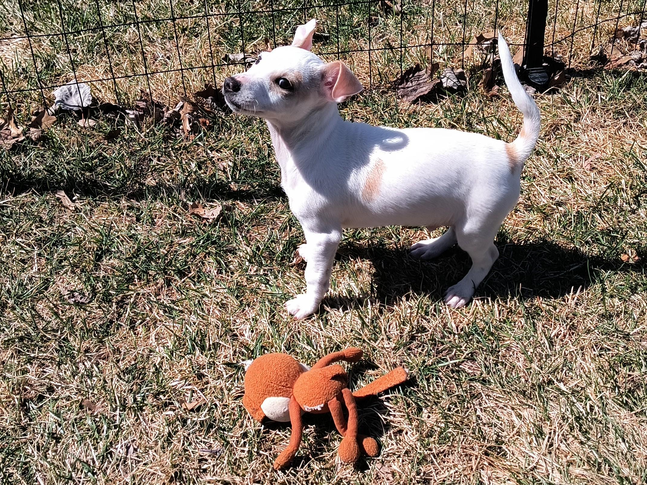 Andy, a ADOPTABLE mixed breed in Aurora, IL image 4/4
