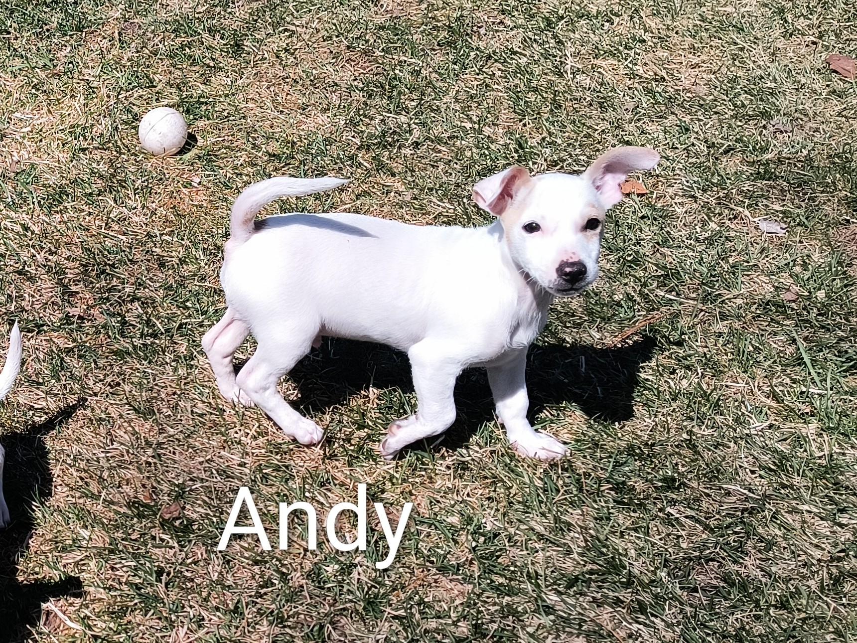 Andy, a ADOPTABLE mixed breed in Aurora, IL image 2/4