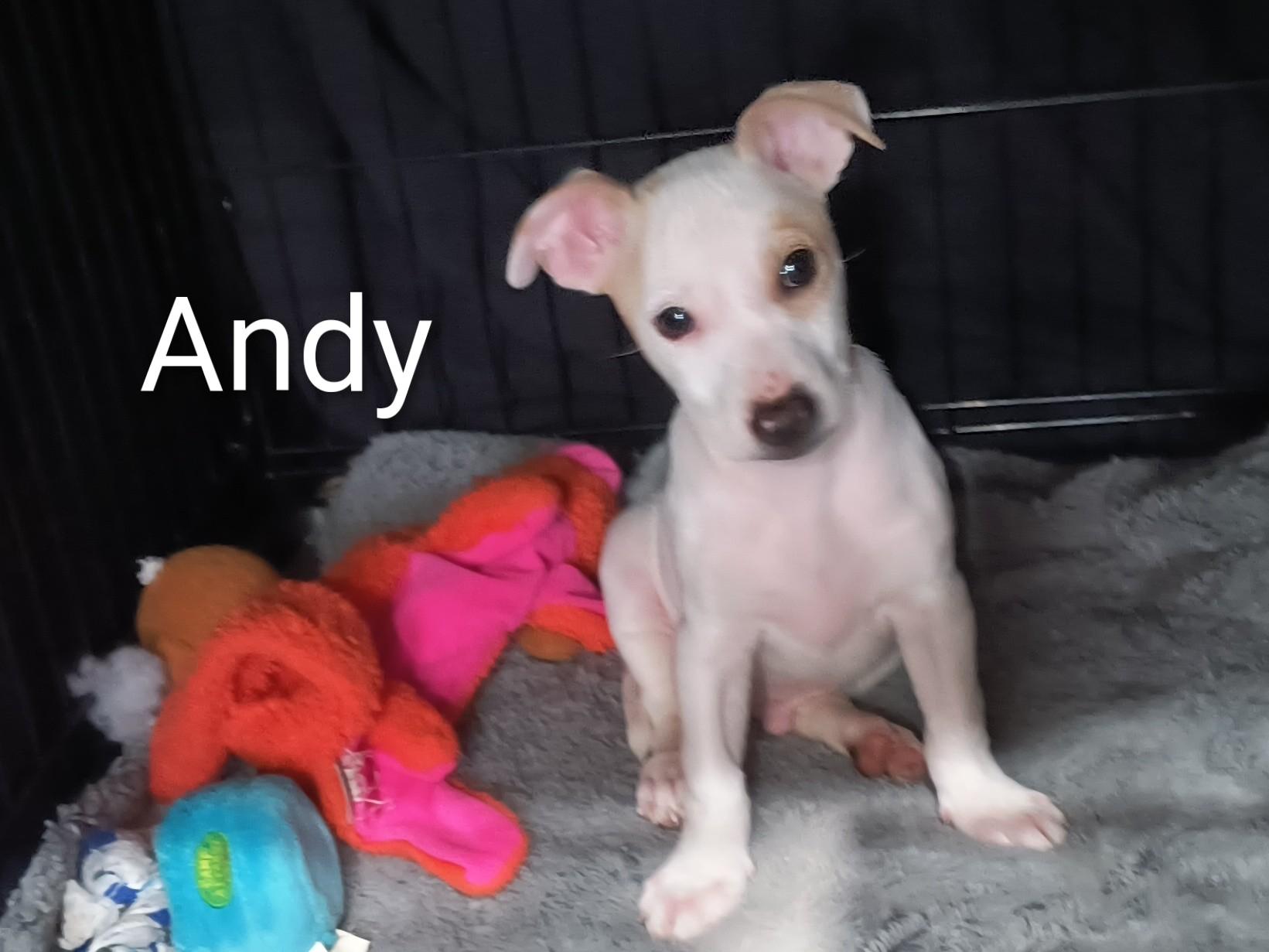 Andy, a ADOPTABLE mixed breed in Aurora, IL image 1/4