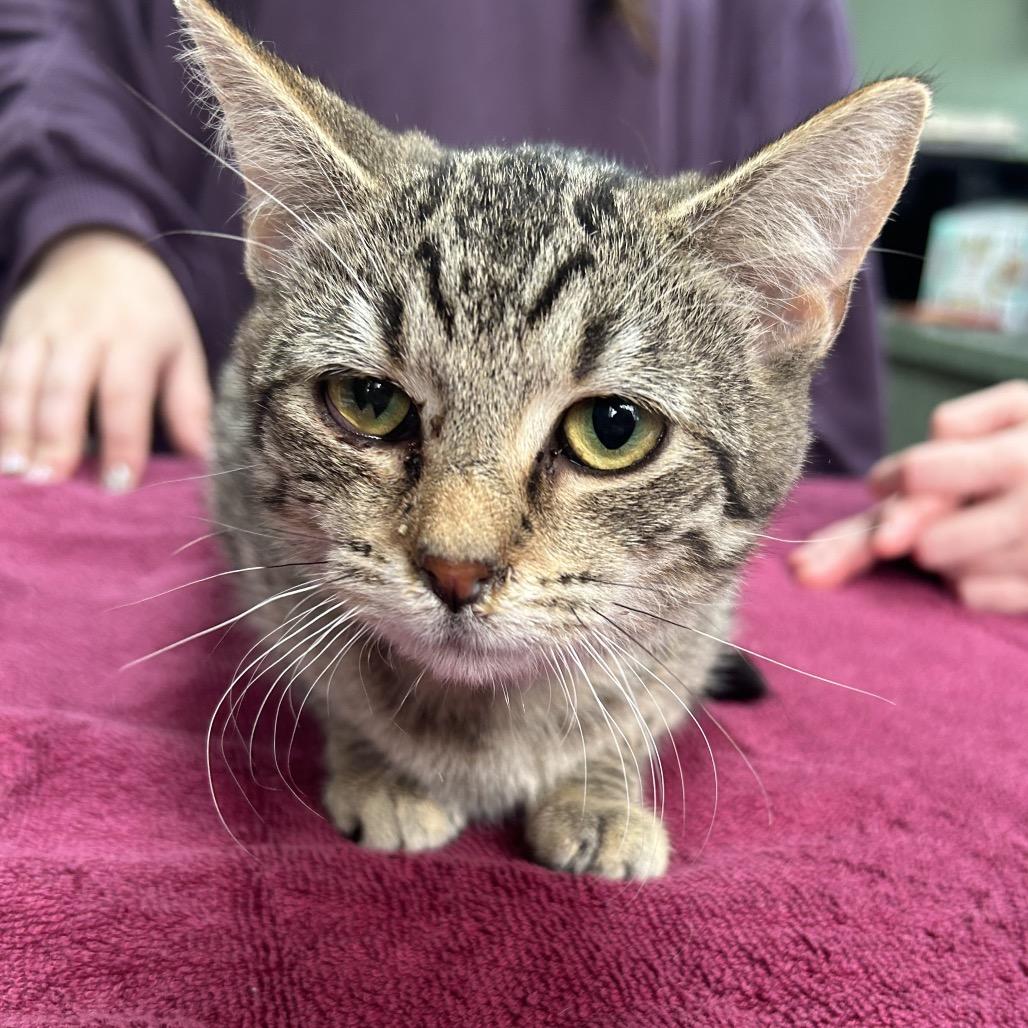 Dena, Adoptable, Young Female Domestic Short Hair.