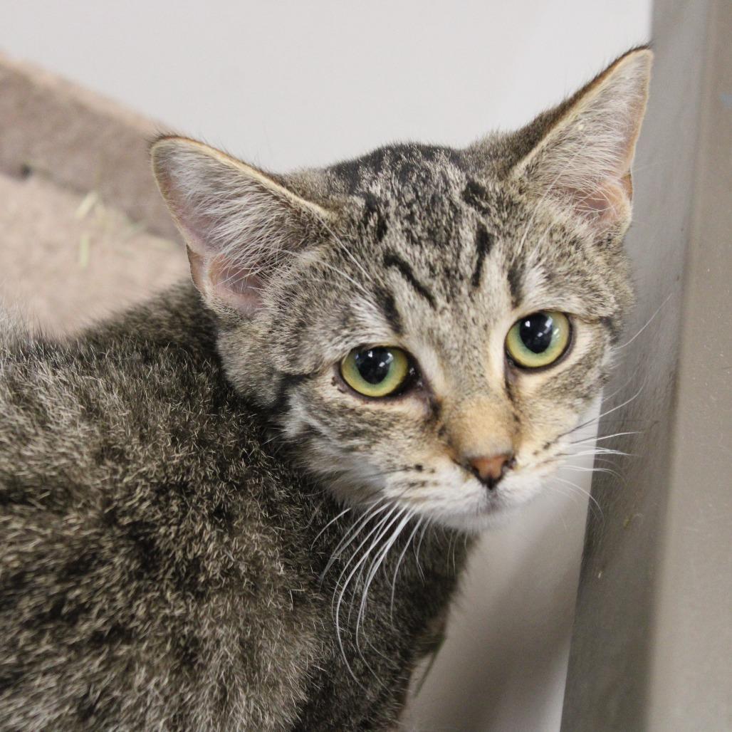 Dena, a Adoptable Domestic Short Hair in Cleveland, MS image 2/6