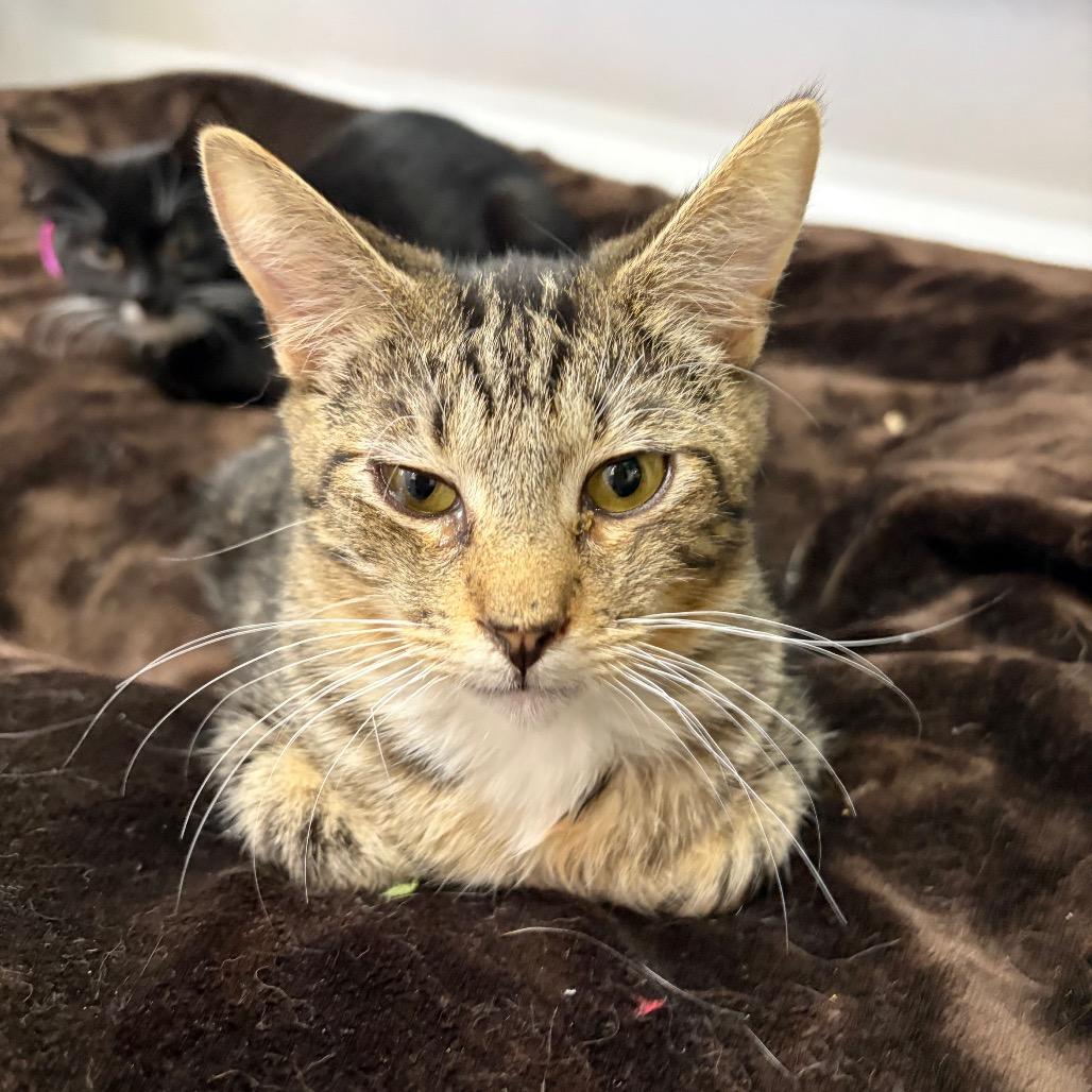 Dena, a Adoptable Domestic Short Hair in Cleveland, MS image 3/6