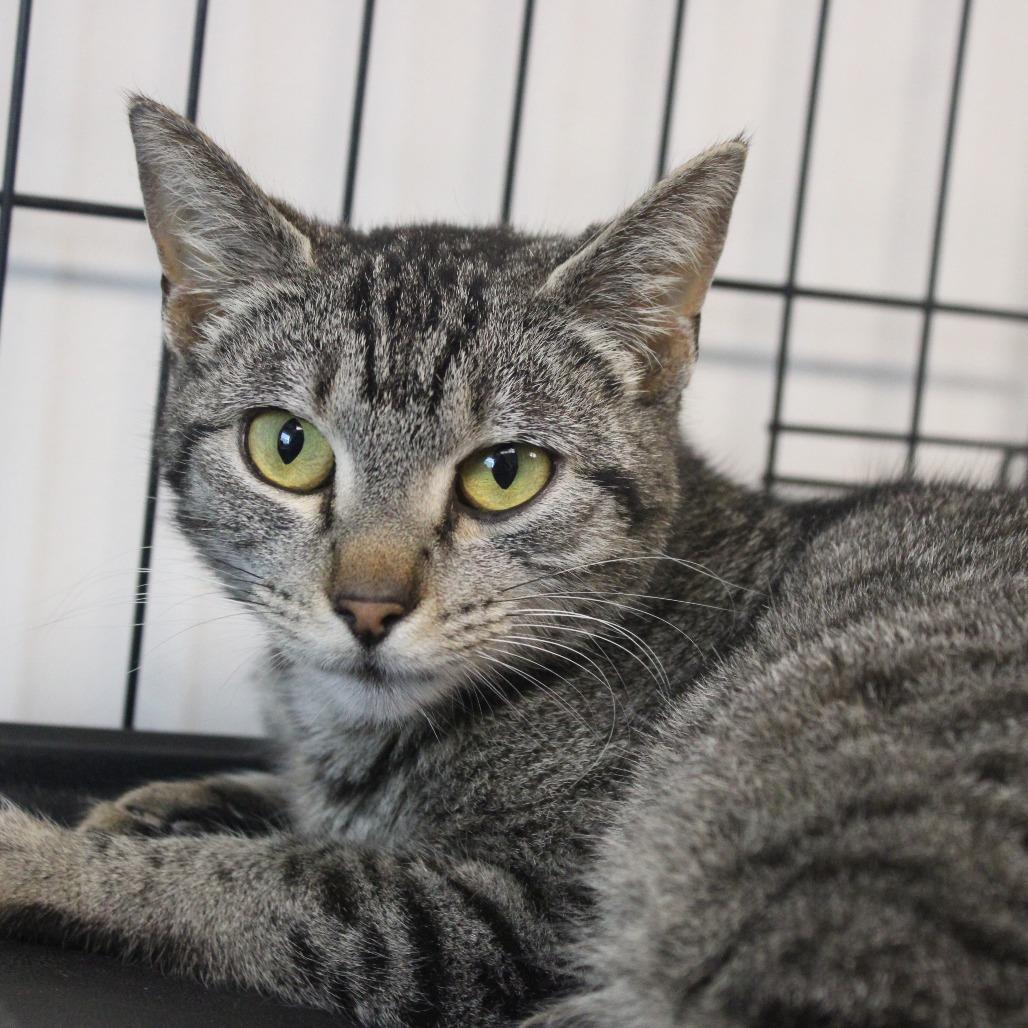 Dena, a Adoptable Domestic Short Hair in Cleveland, MS image 4/6