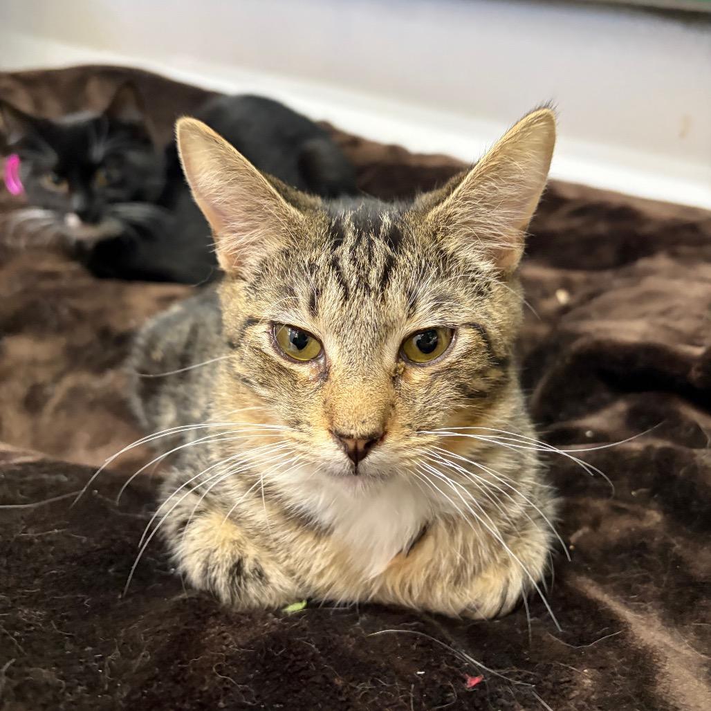 Dena, a Adoptable Domestic Short Hair in Cleveland, MS image 6/6
