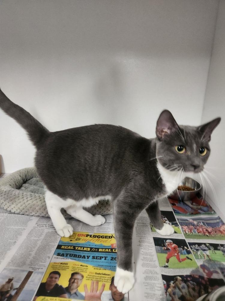 Enlarge TRISTEN @ PETSMART JACKSON TN, a Adoptable mixed breed in Lexington, TN image 1/1