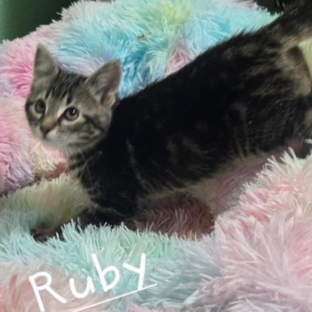 Ruby C26-33, Adoptable, Kitten Female Domestic Short Hair.